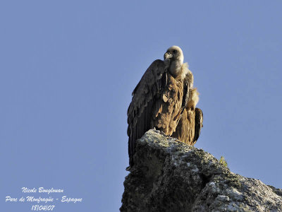 Griffon Vulture perched on rocks