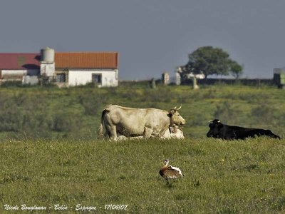 Bustard cattle and house