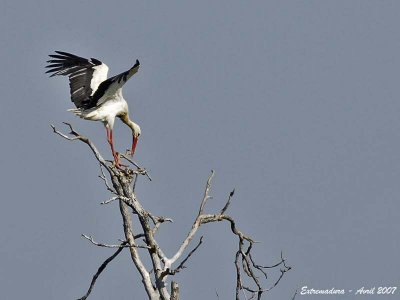 White Stork landing