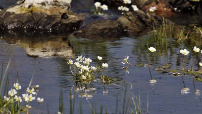 White aquatic flowers