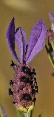 Purple wild flower detail