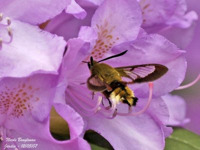 BROAD-BORDERED BEE HAWK-MOTH