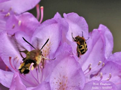 BROAD-BORDERED BEE HAWK-MOTH and BEE BEETLE