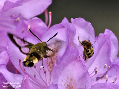 BROAD-BORDERED BEE HAWK-MOTH and BEE BEETLE