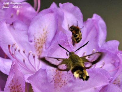 BROAD-BORDERED BEE HAWK-MOTH and BEE BEETLE