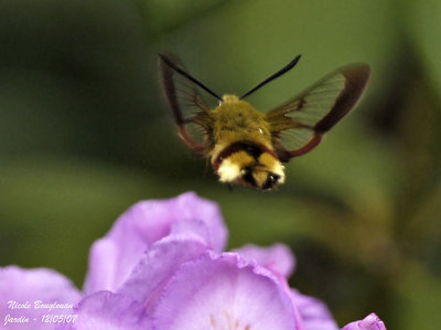 BROAD-BORDERED BEE HAWK-MOTH