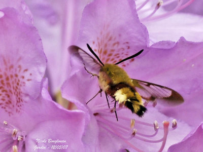 BROAD-BORDERED BEE HAWK-MOTH