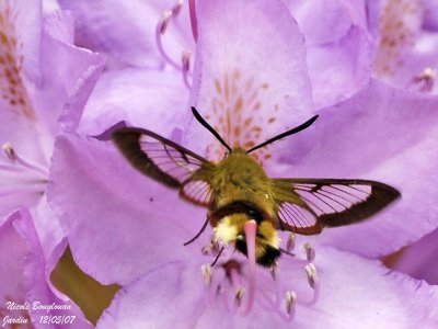 BROAD-BORDERED BEE HAWK-MOTH