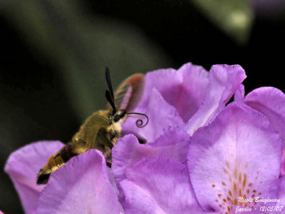 BROAD-BORDERED BEE HAWK-MOTH