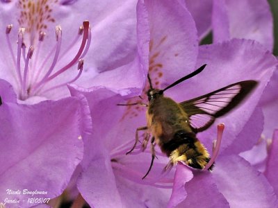 BROAD-BORDERED BEE HAWK-MOTH