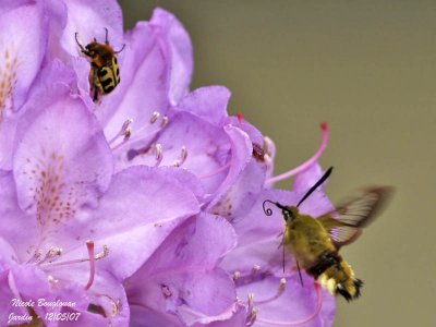 BROAD-BORDERED BEE HAWK-MOTH and BEE BEETLE