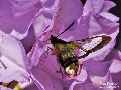 BROAD-BORDERED BEE HAWK-MOTH