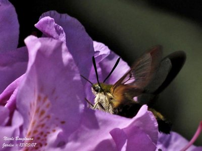 BROAD-BORDERED BEE HAWK-MOTH