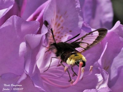 BROAD-BORDERED BEE HAWK-MOTH