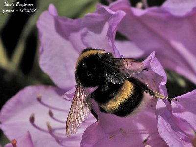 BUFF-TAILED BUMBLE BEE