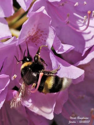 BUFF-TAILED BUMBLE BEE