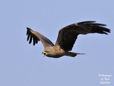 Black Kite flight