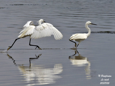 LITTLE-EGRET