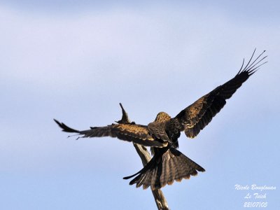 Black Kite juvenile landing