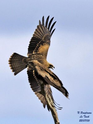 BLACK-KITE juveniles fighting for a perch