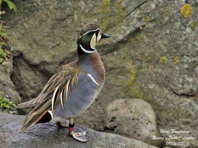 BAIKAL TEAL - ANAS FORMOSA - SARCELLE ELEGANTE