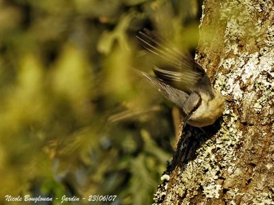 EURASIAN NUTHATCH