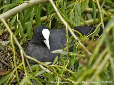 COMMON COOT at nest