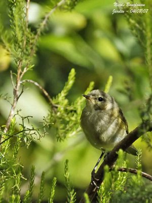 CHIFFCHAFF juvenile