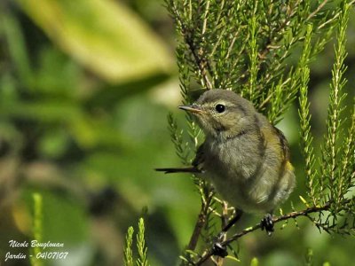 CHIFFCHAFF juvenile
