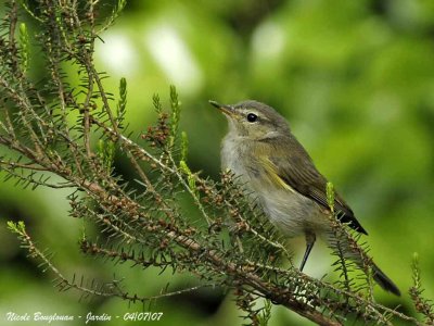 CHIFFCHAFF juvenile