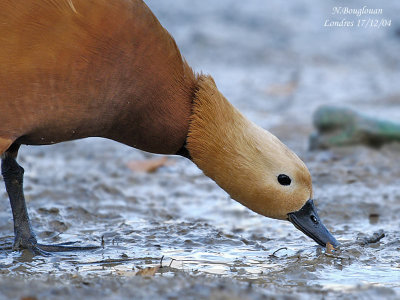 RUDDY SHELDUCK male