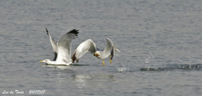 Yellow-legged Gull adults performing piracy for food