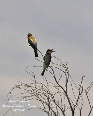 European Bee-eater 1