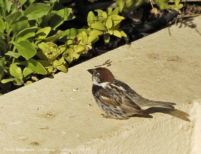 Spanish Sparrow male 1