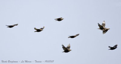 Spotless Starling flying