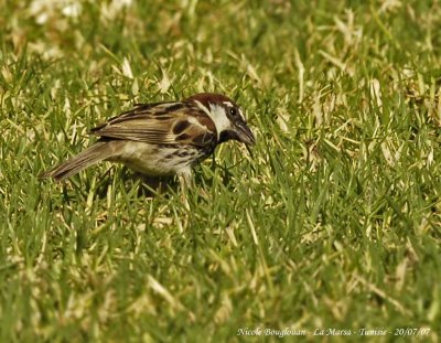 Spanish Sparrow male 3