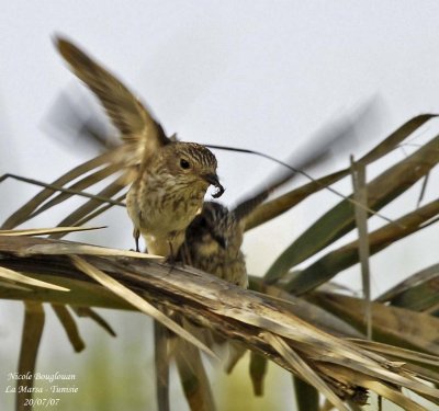 Spotted Flycatcher and young