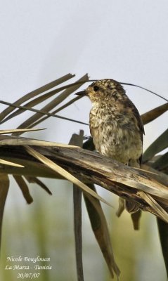 Spotted Flycatcher juvenile