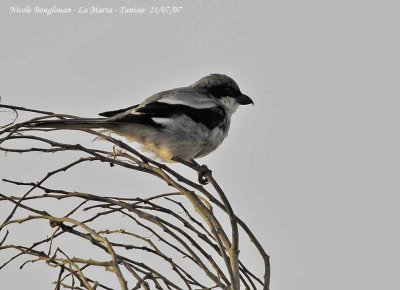 Southern Grey Shrike