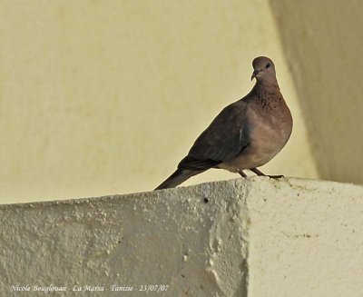 Laughing Dove 1