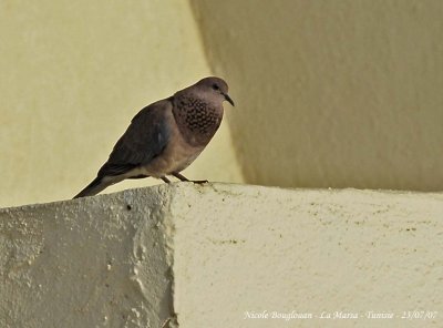 Laughing Dove 2
