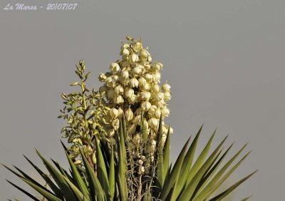 Coastal Plant  with flowers and buds