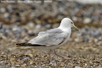 HERRING-GULL adult moulting