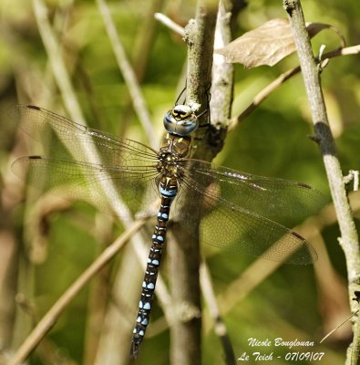 MIGRANT HAWKER - AESHNA MIXTA - AESHNE MIXTE 