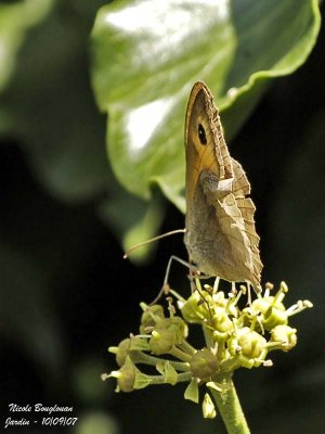 MEADOW BROWN - MANIOLIA JURTINA - MYRTIL