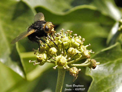 TACHINA GROSSA