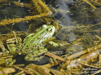 GREEN FROG - Rana Esculenta - Grenouille verte