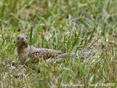 WRYNECK - JYNX TORQUILLA - TORCOL FOURMILIER