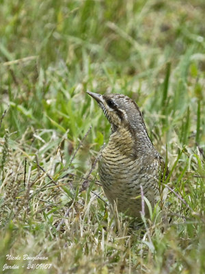 WRYNECK - JYNX TORQUILLA - TORCOL FOURMILIER