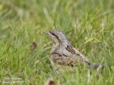 WRYNECK - JYNX TORQUILLA - TORCOL FOURMILIER